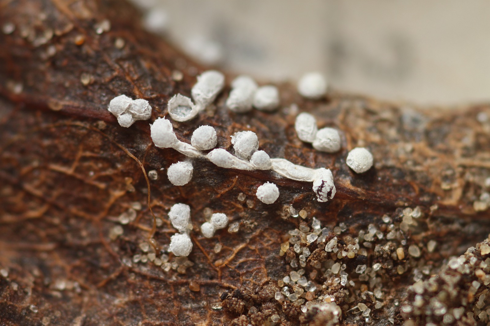 Physarum sessile (door Joke Broersen)