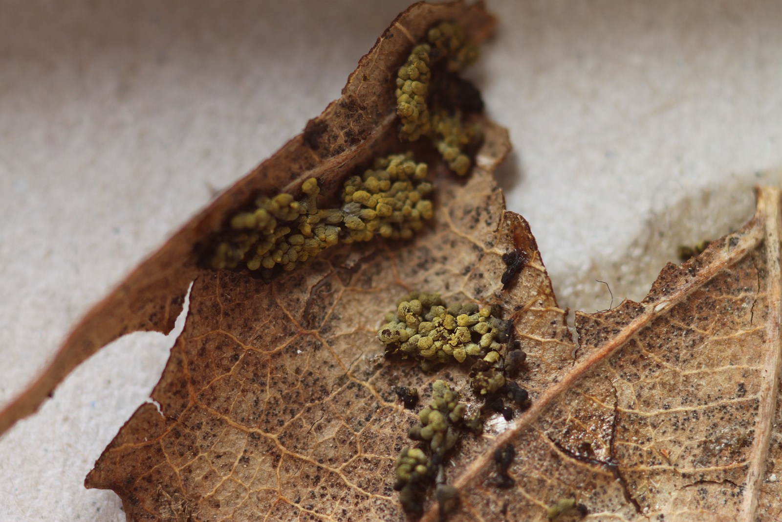 Physarum virescens (door Joke Broersen)