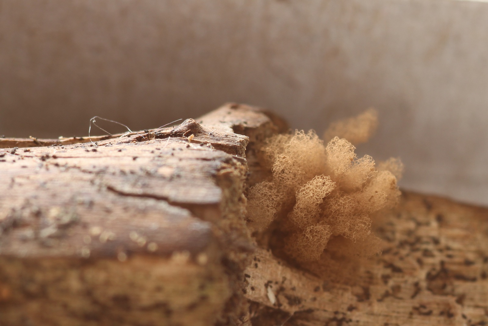 Arcyria ferruginea (door Joke Broersen)