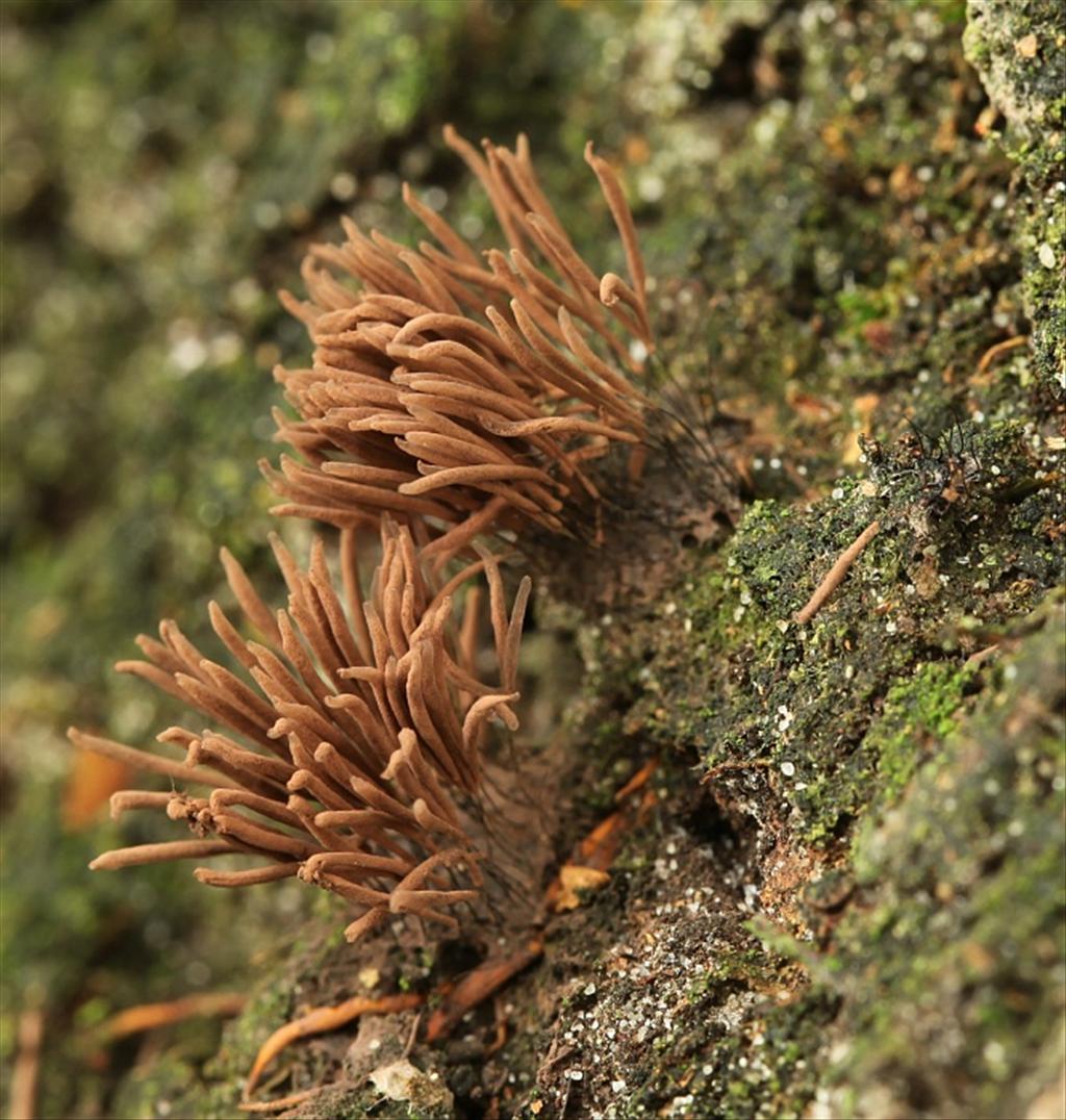 Stemonitis axifera (door Willy Heimeriks)