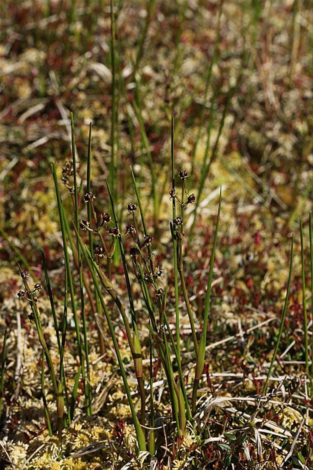 Scheuchzeria palustris (door Willy Heimeriks)