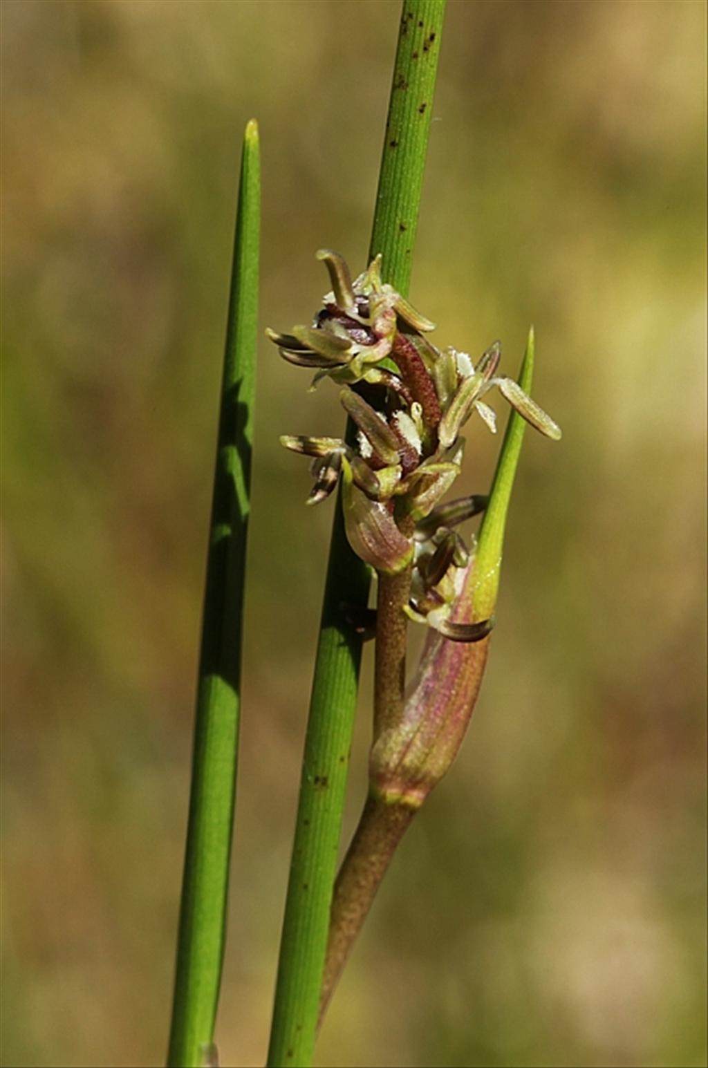 Scheuchzeria palustris (door Willy Heimeriks)