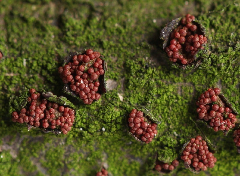 Neonectria coccinea (door Willy Heimeriks)