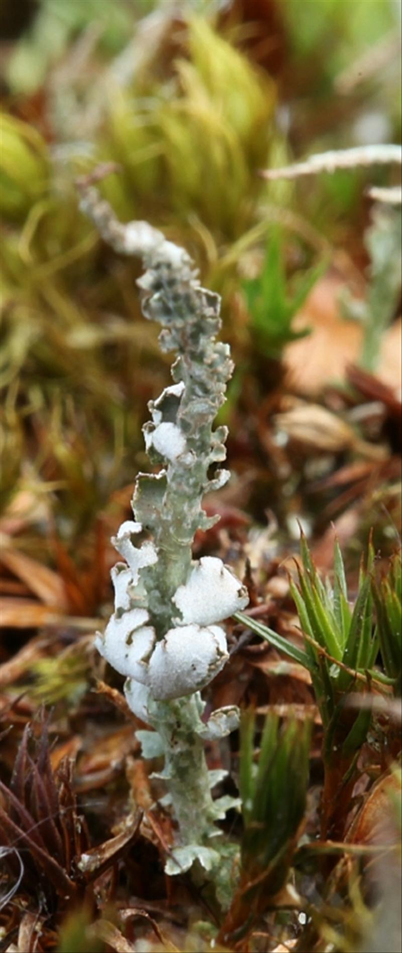 Cladonia scabriuscula (door Willy Heimeriks)