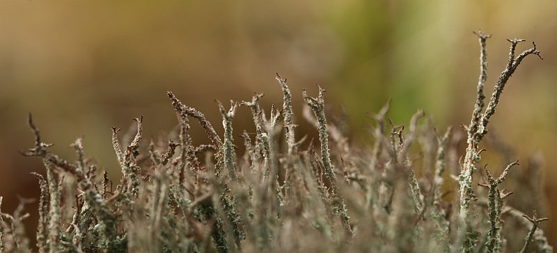 Cladonia scabriuscula (door Willy Heimeriks)