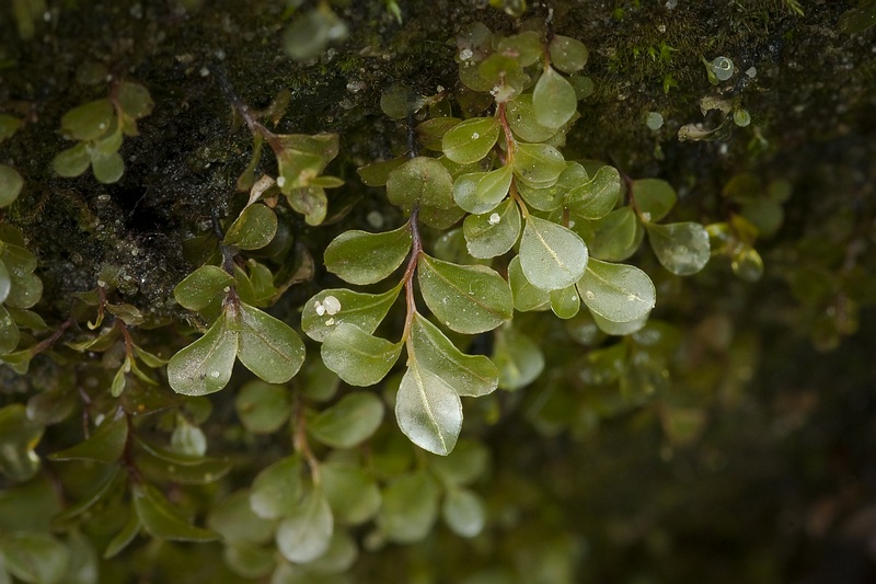 Rhizomnium punctatum (door Ron Poot)