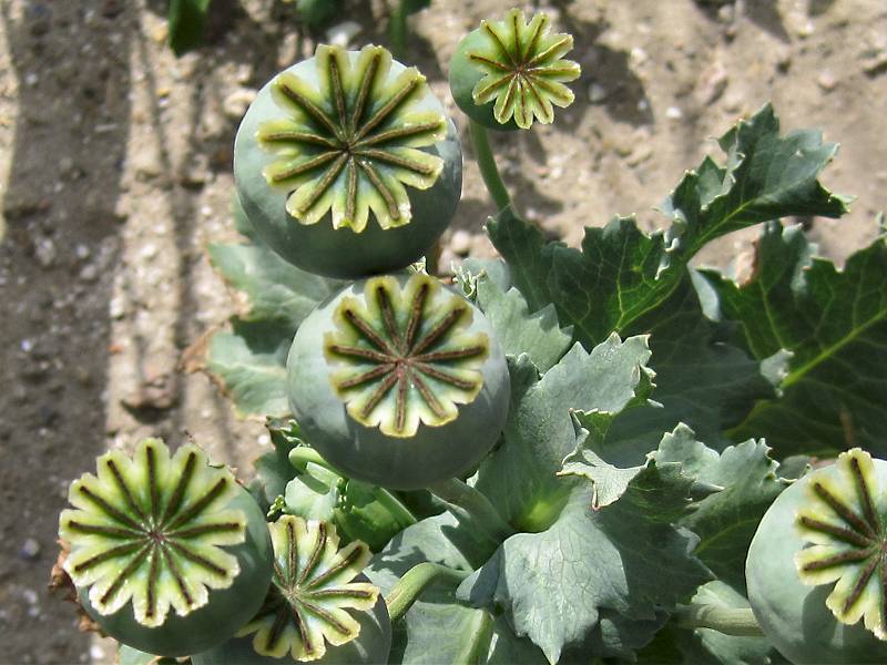 Papaver somniferum (door Grada Menting)