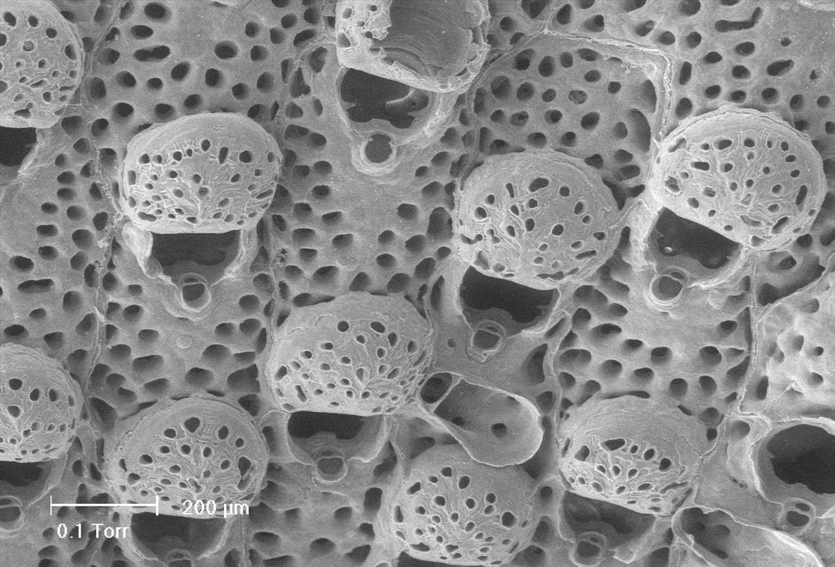 Smittina landsborovii (door Hans De Blauwe)