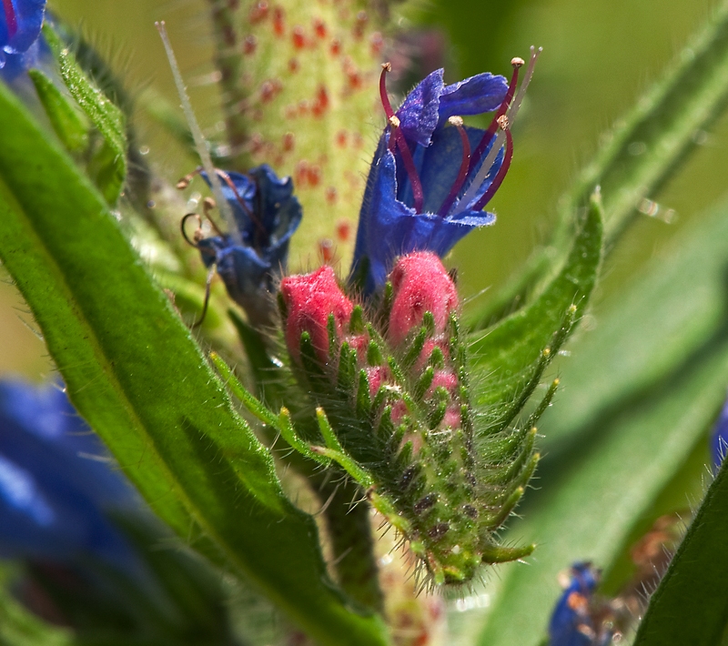 Echium vulgare (door Wijnand van Buuren)