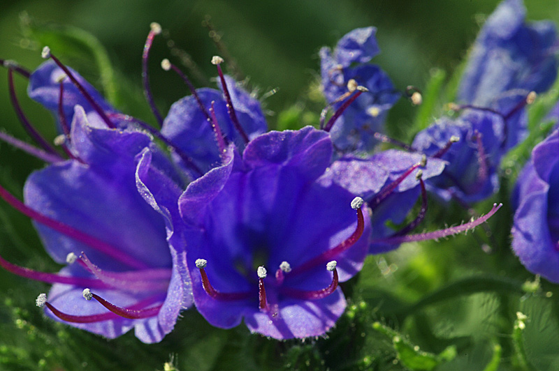 Echium vulgare (door Hans Adema)