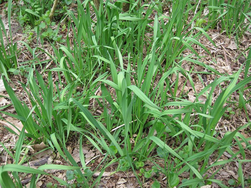 Allium scorodoprasum (door Grada Menting)