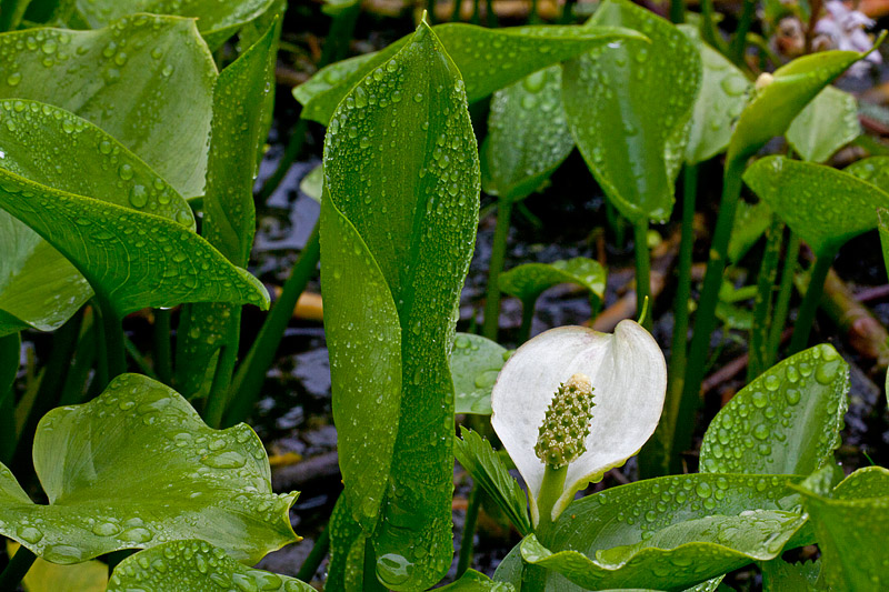 Calla palustris (door John Breugelmans)