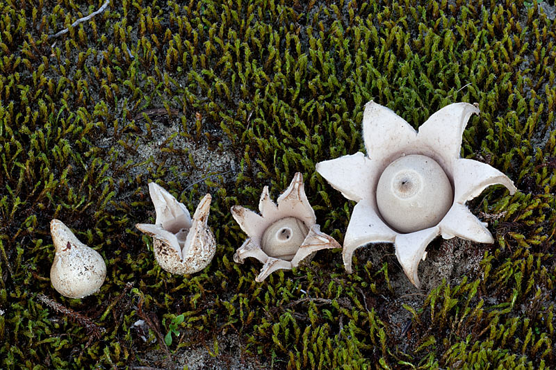 Geastrum lageniforme (door John Breugelmans)