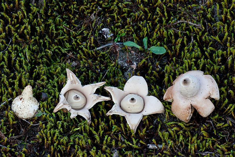 Geastrum lageniforme (door John Breugelmans)