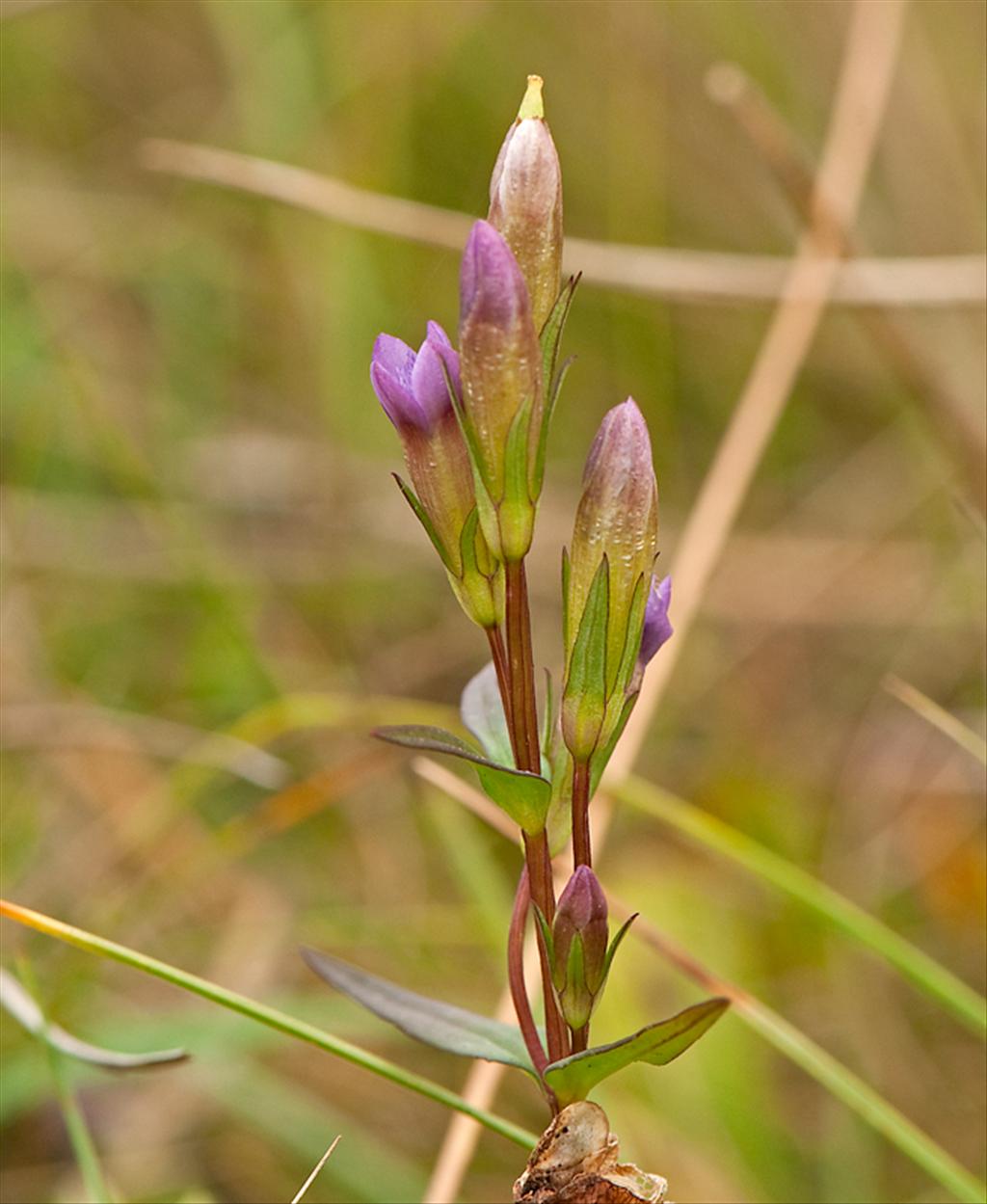 Gentianella amarella (door Wijnand van Buuren)