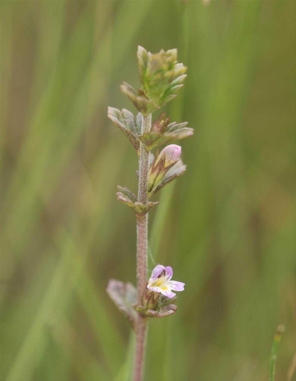 Euphrasia micrantha (door Theo Muusse)