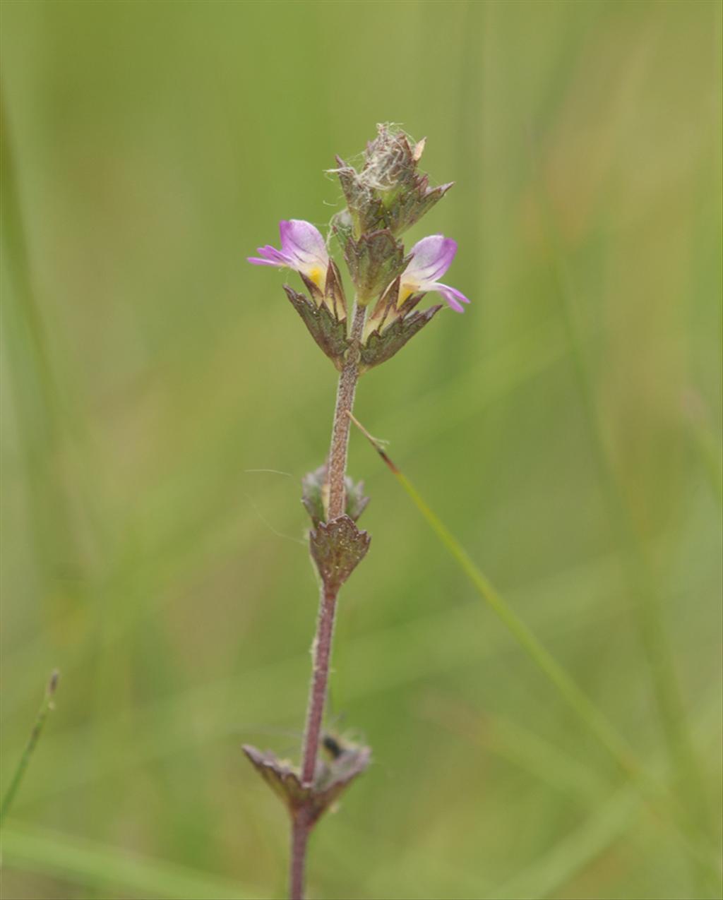 Euphrasia micrantha (door Theo Muusse)