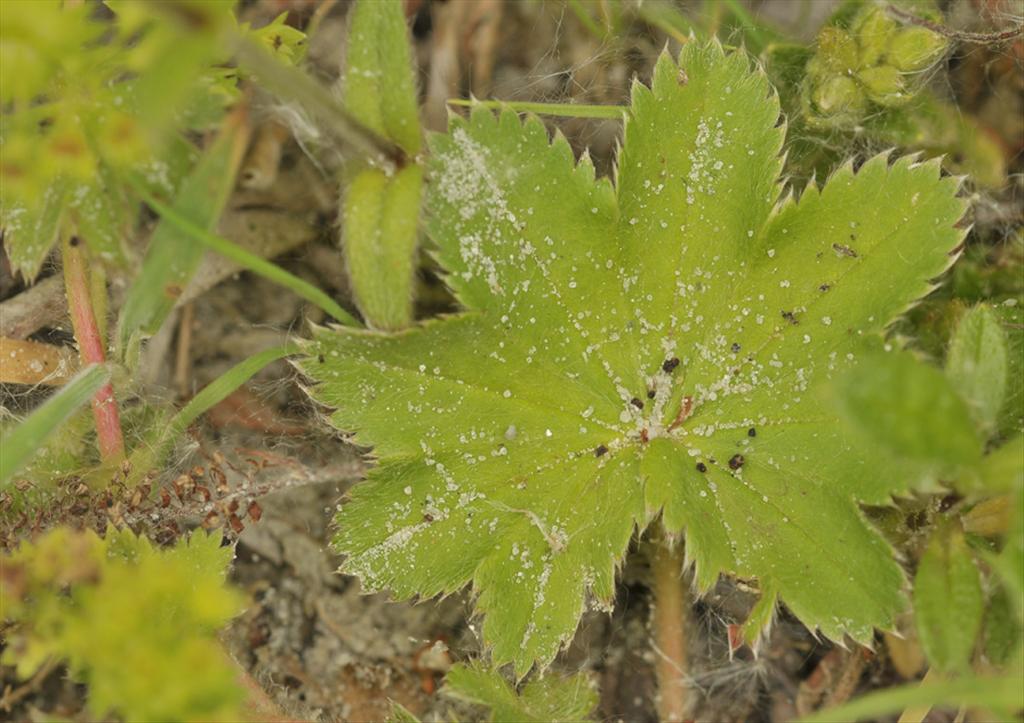 Alchemilla micans (door Theo Muusse)