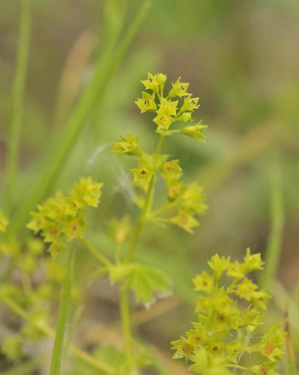 Alchemilla micans (door Theo Muusse)