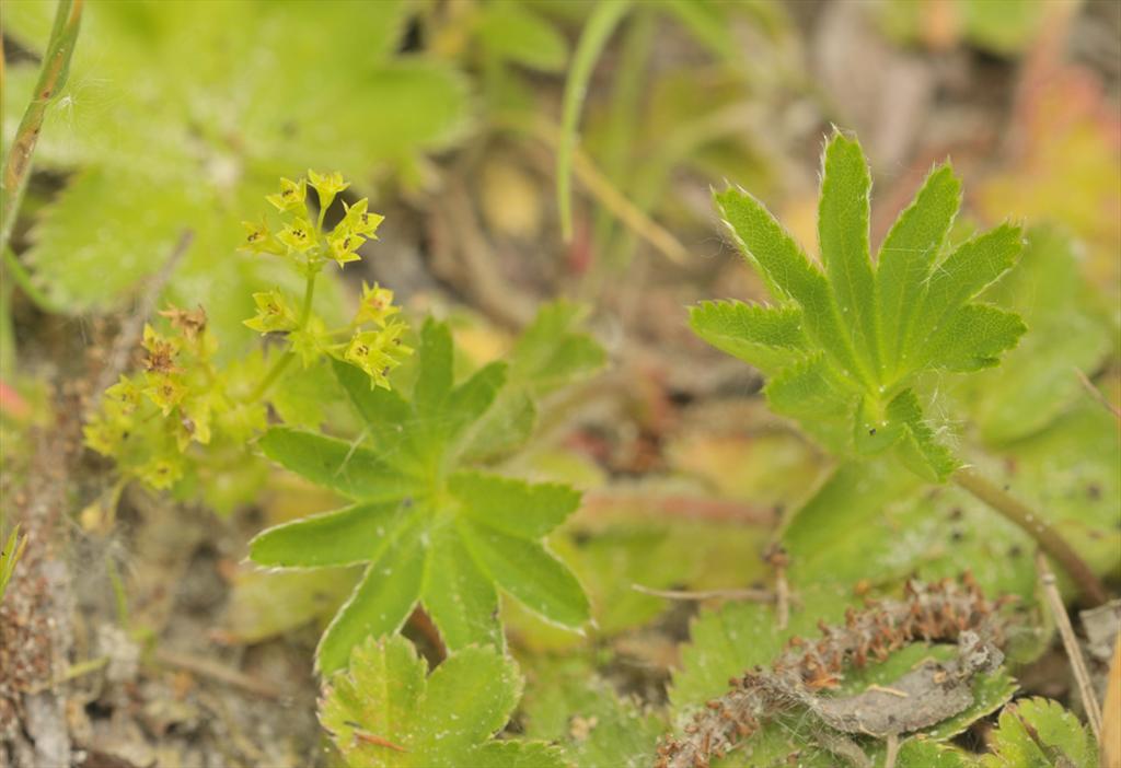 Alchemilla micans (door Theo Muusse)