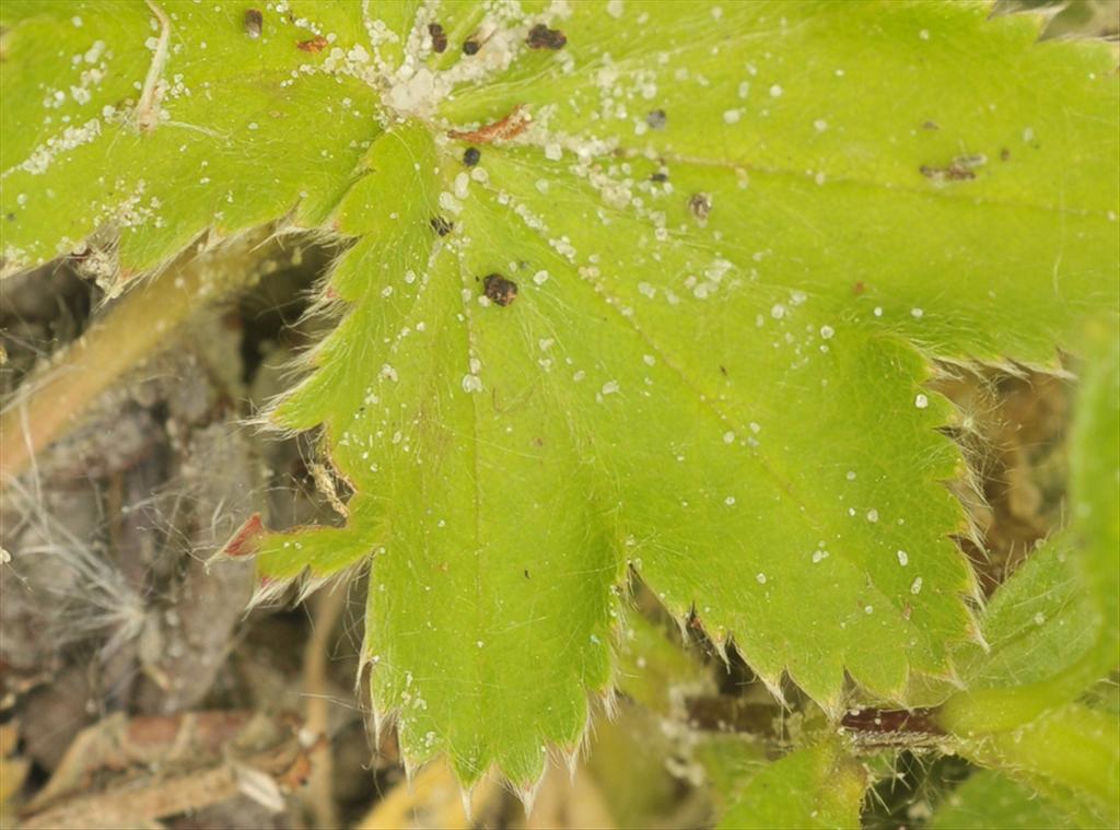 Alchemilla micans (door Theo Muusse)