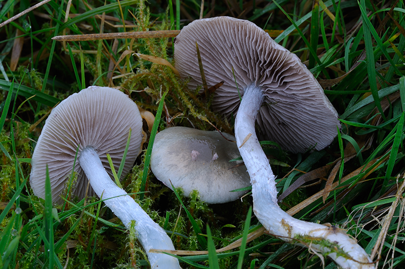 Stropharia pseudocyanea (door Kik van Boxtel)