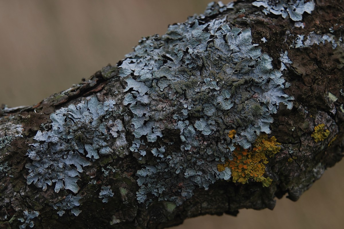 Parmelia sulcata (door Arjan de Groot)