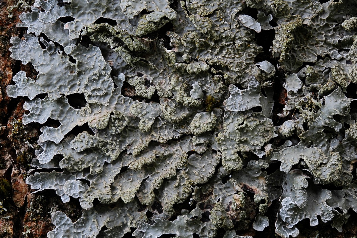 Parmelia sulcata (door Arjan de Groot)