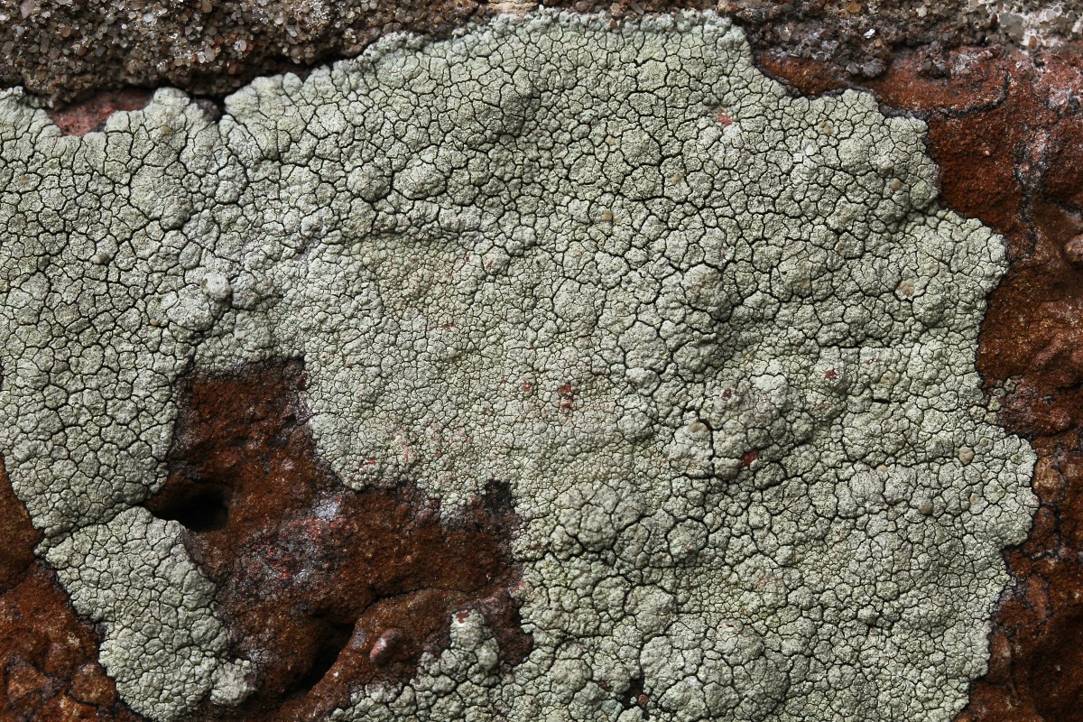 Lecanora sulphurea (door Arjan de Groot)