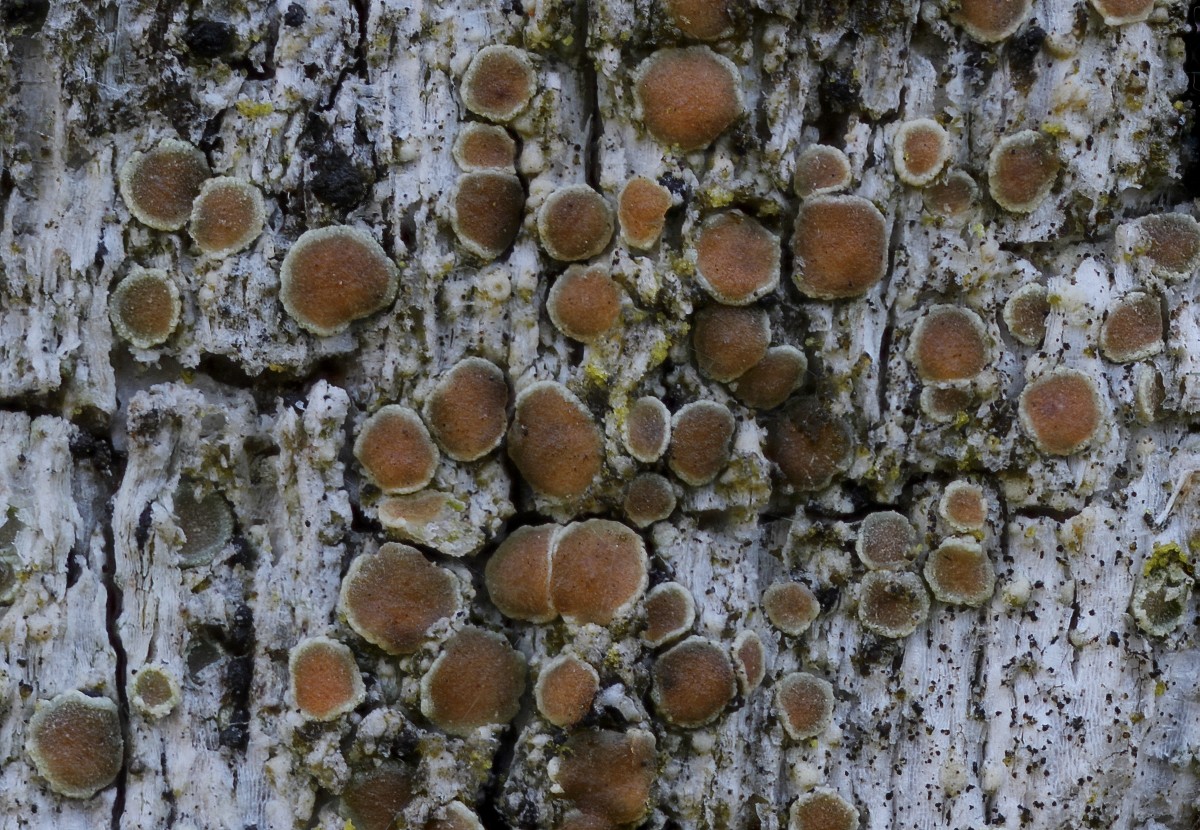 Lecanora saligna (door Arjan de Groot)