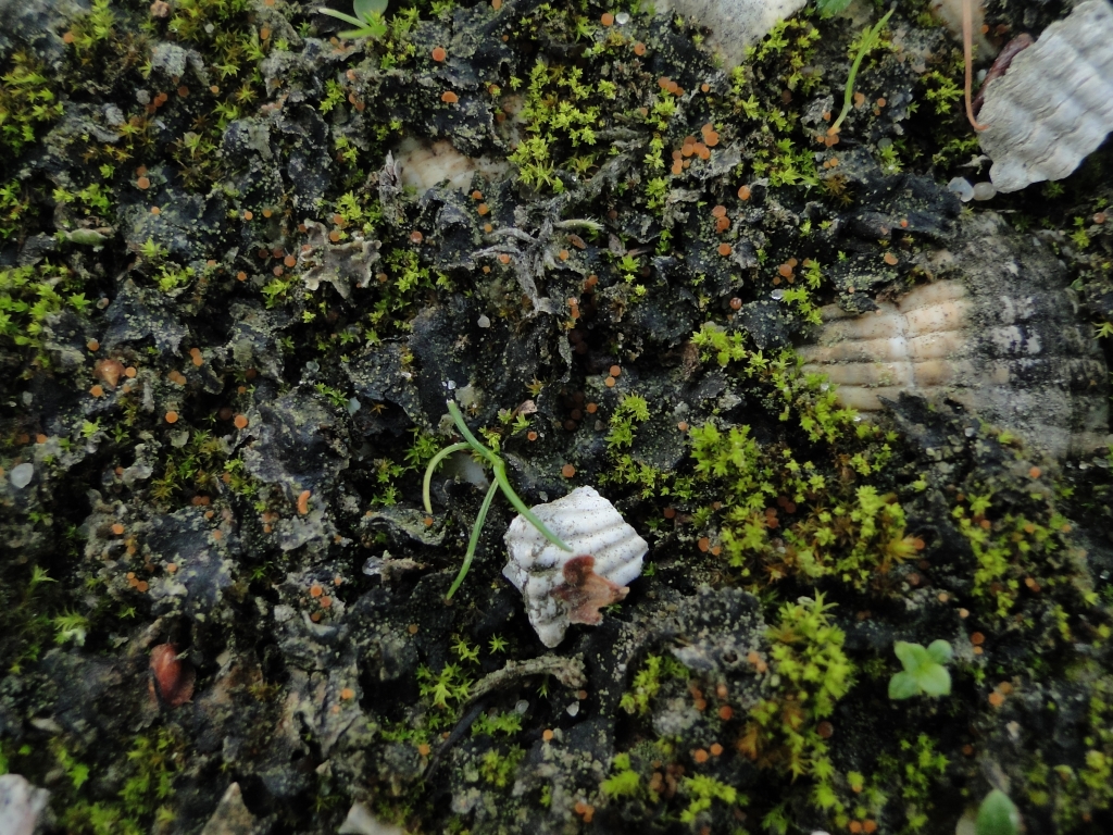 Sarcosagium campestre (door Henk-Jan van der Kolk)