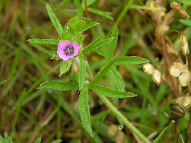 Geranium dissectum (door Grada Menting)