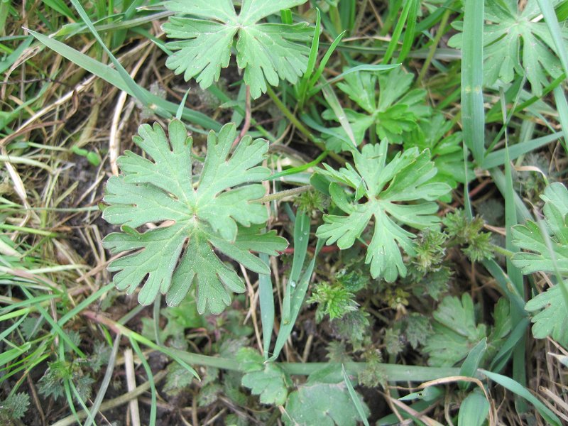 Geranium dissectum (door Grada Menting)