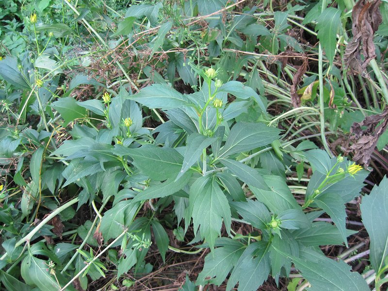 Rudbeckia laciniata (door Grada Menting)