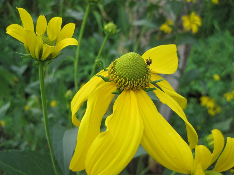 Rudbeckia laciniata (door Grada Menting)