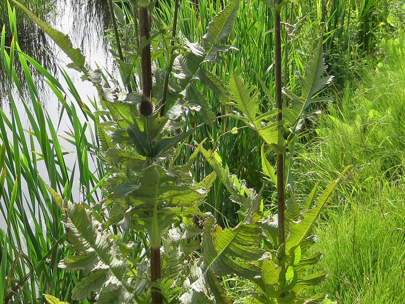 Dipsacus laciniatus (door Grada Menting)