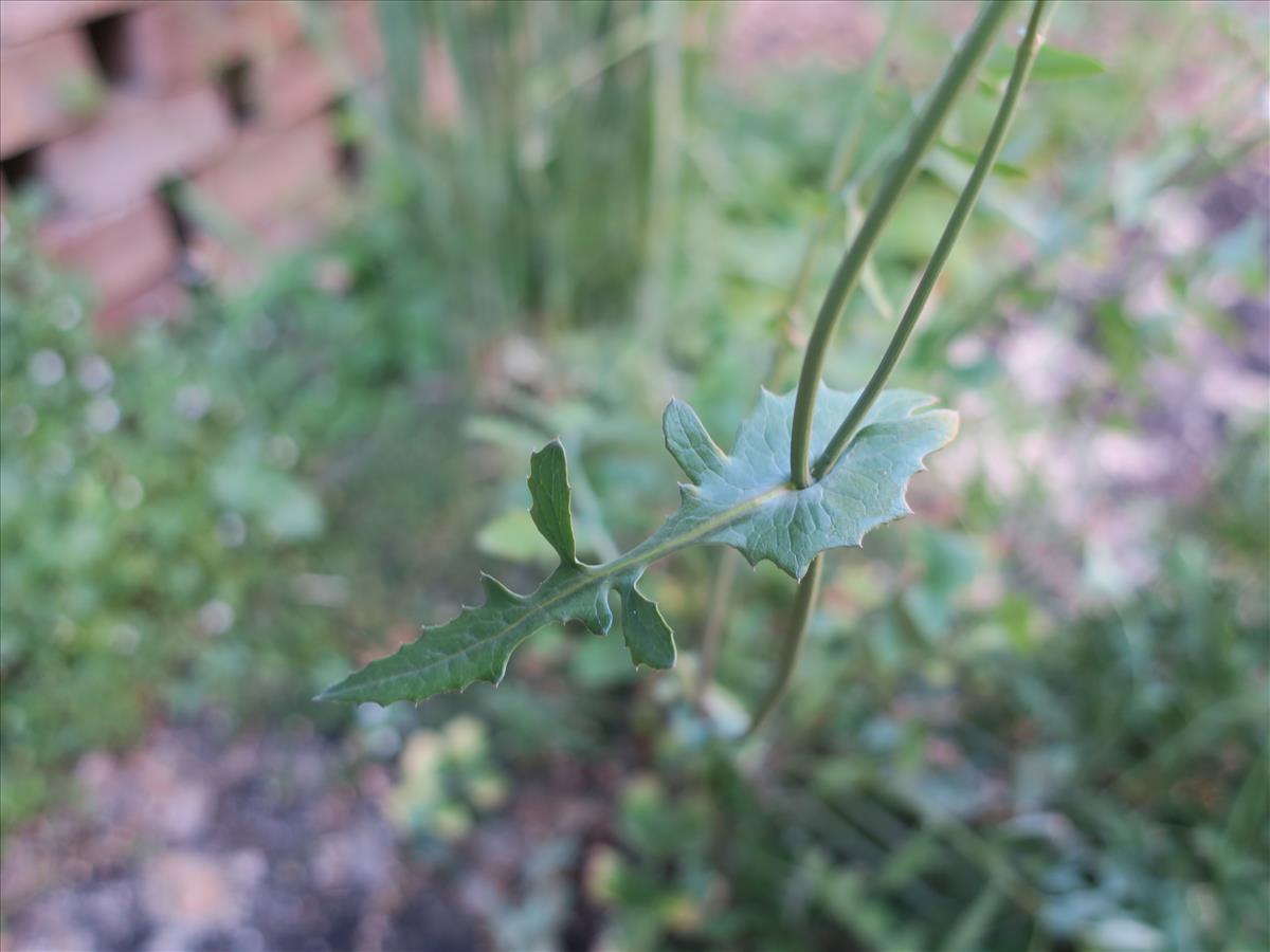 Sonchus tenerrimus (door Grada Menting)