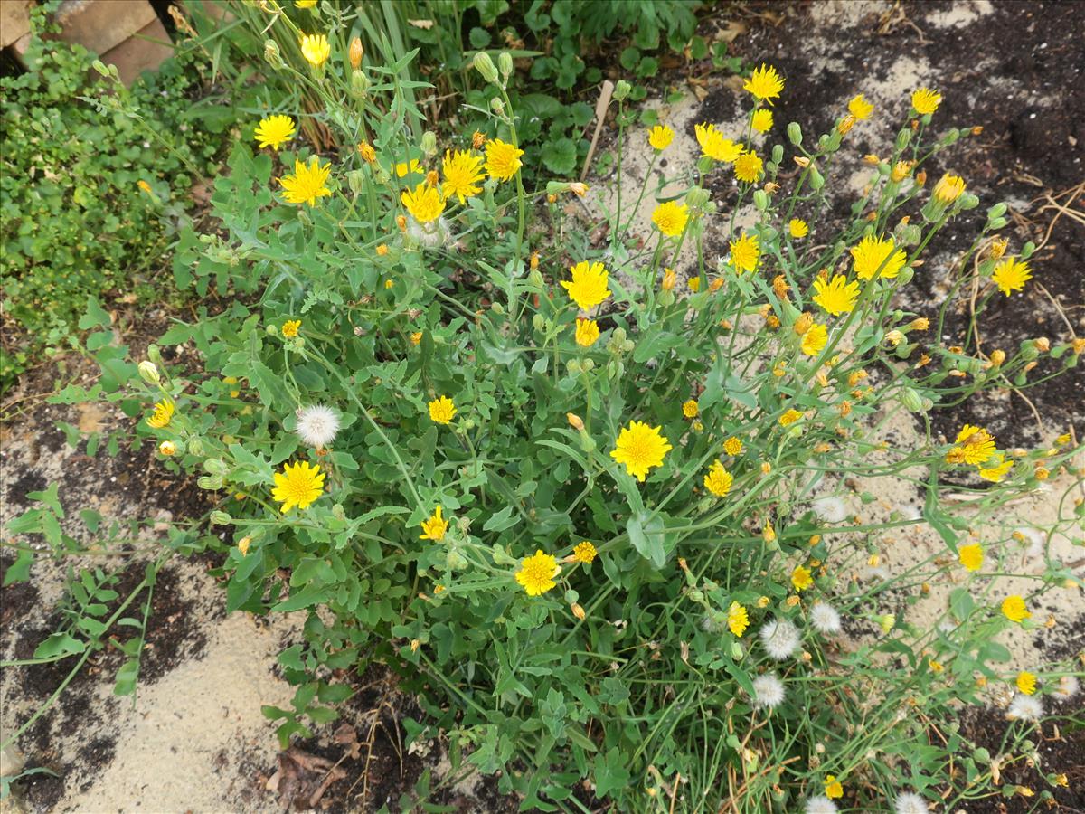 Sonchus tenerrimus (door Grada Menting)