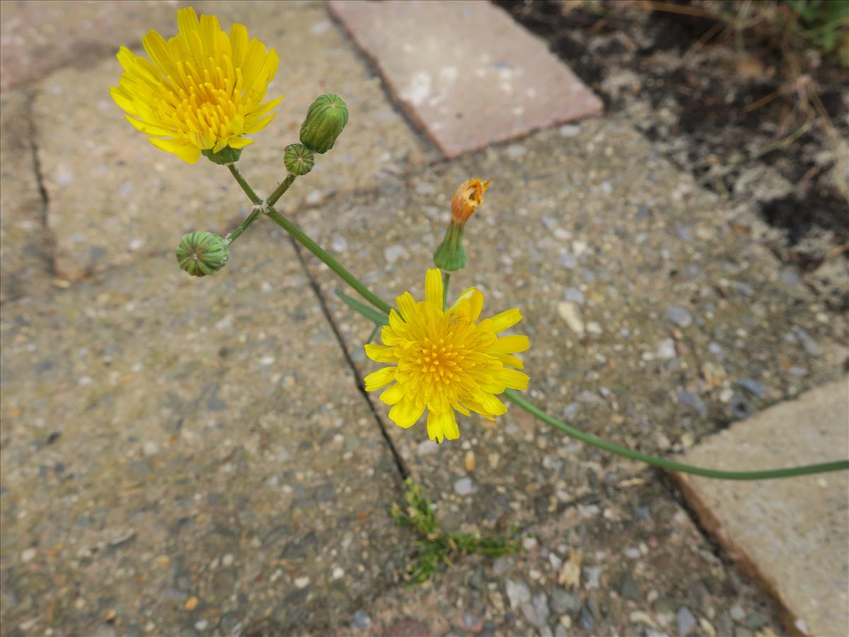 Sonchus tenerrimus (door Grada Menting)