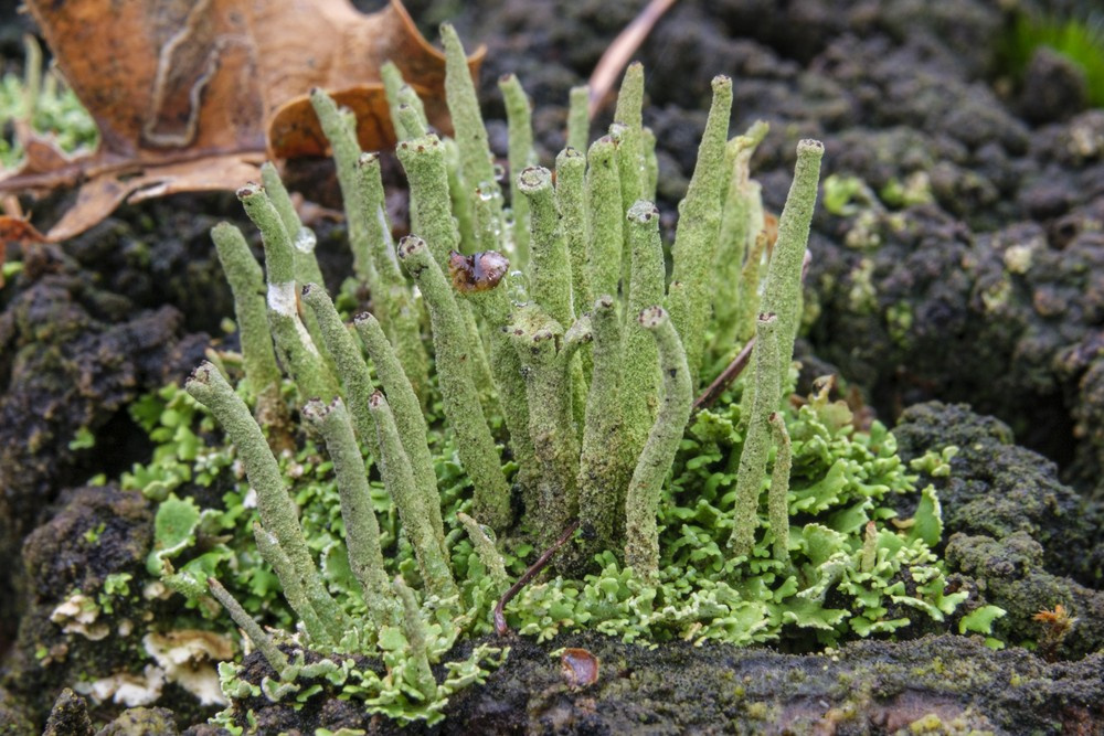 Cladonia coniocraea (door Rimmert Brandsma)