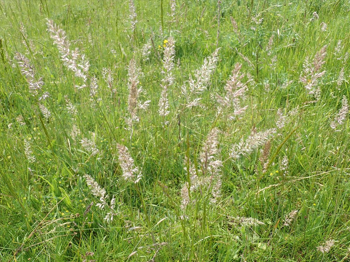 Koeleria macrantha (door Dick Kerkhof)