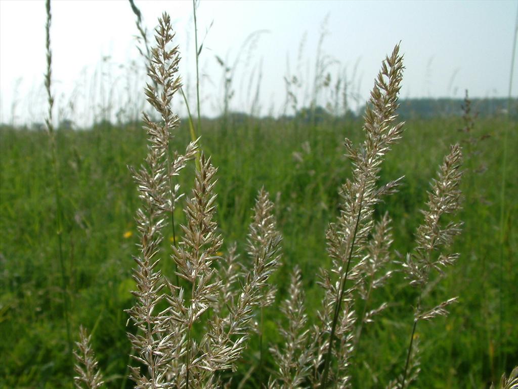 Koeleria macrantha (door Dick Kerkhof)