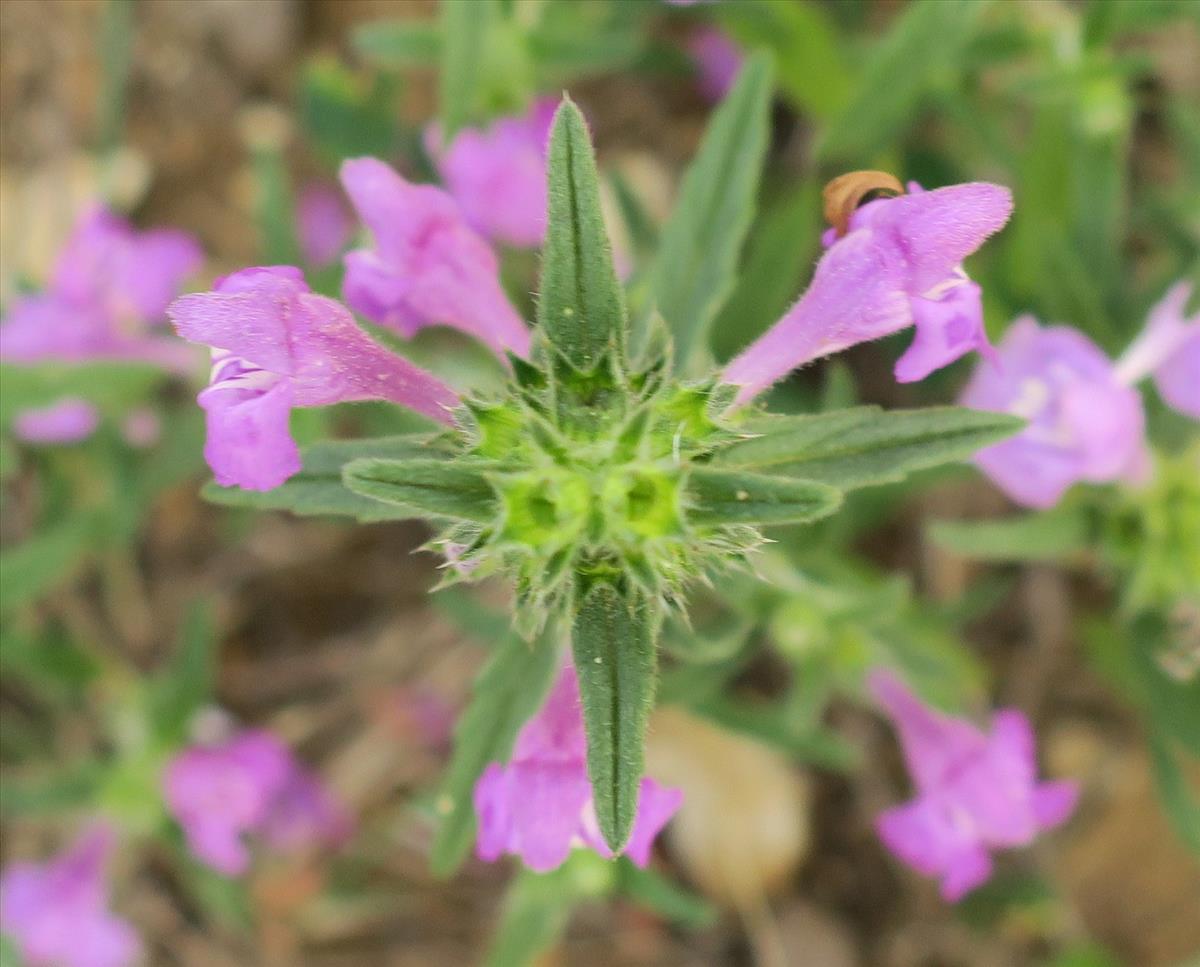 Galeopsis angustifolia (door Grada Menting)