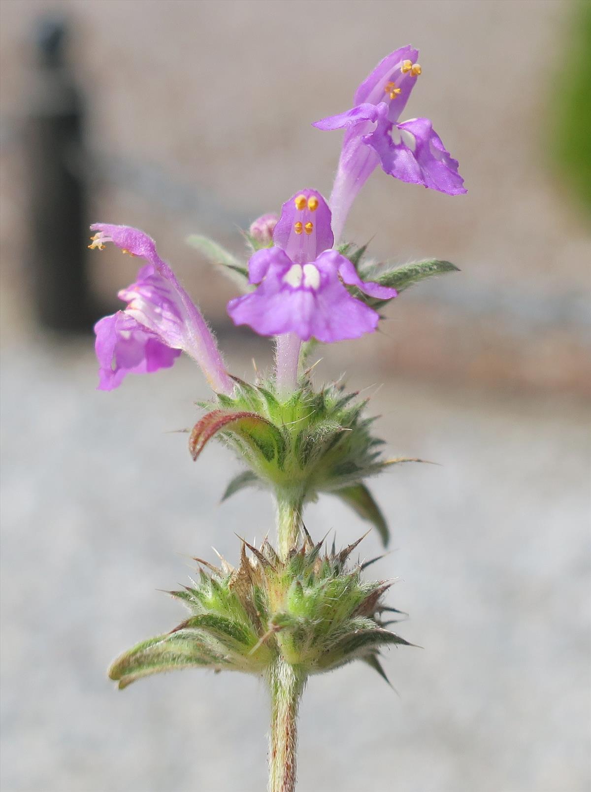 Galeopsis angustifolia (door Grada Menting)