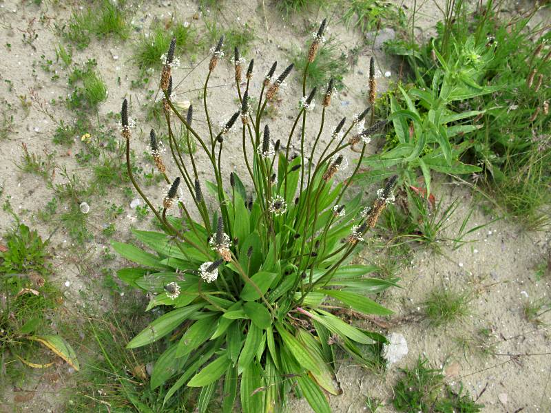 Plantago lanceolata (door Grada Menting)