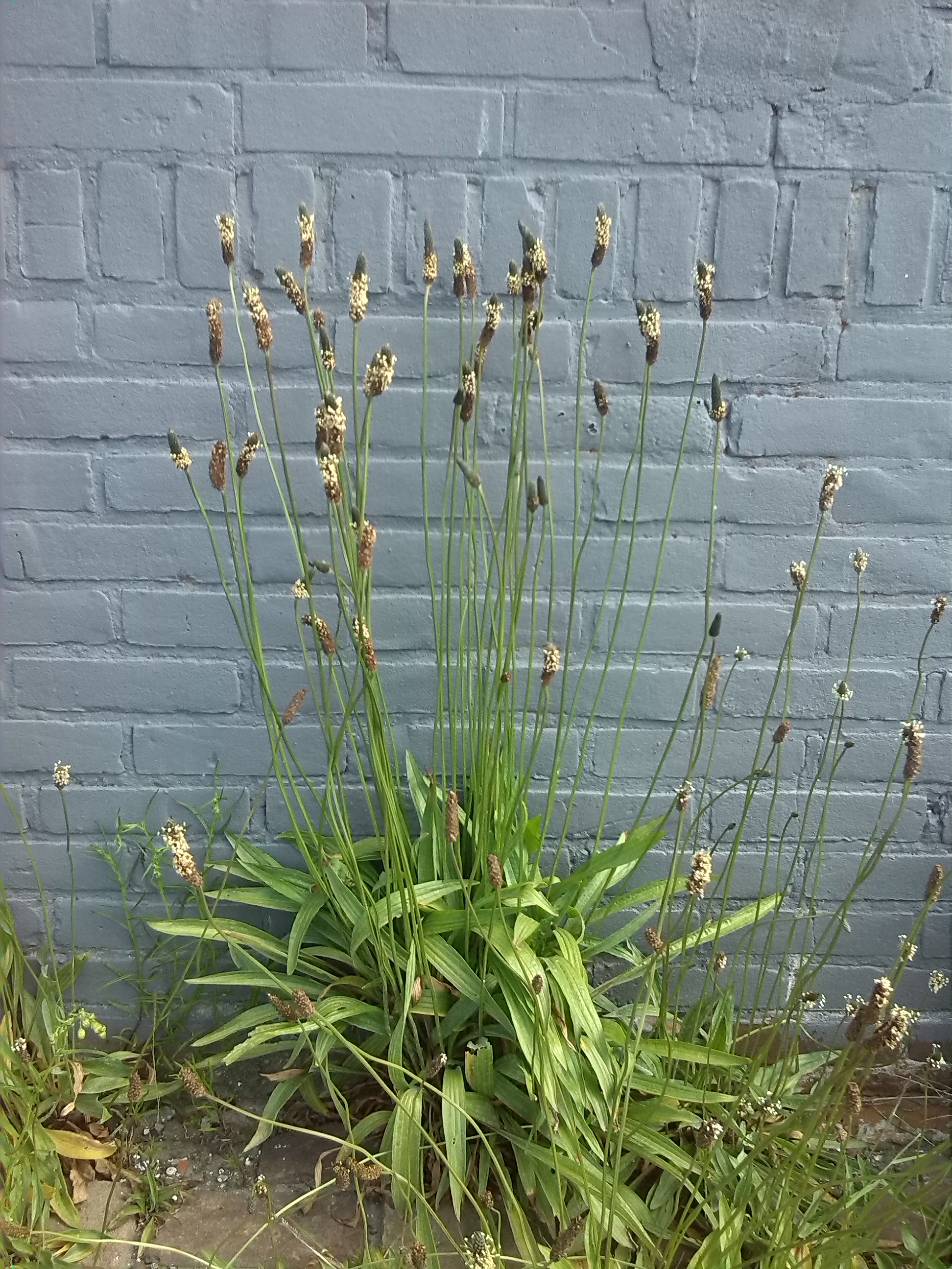 Plantago lanceolata (door Grada Menting)