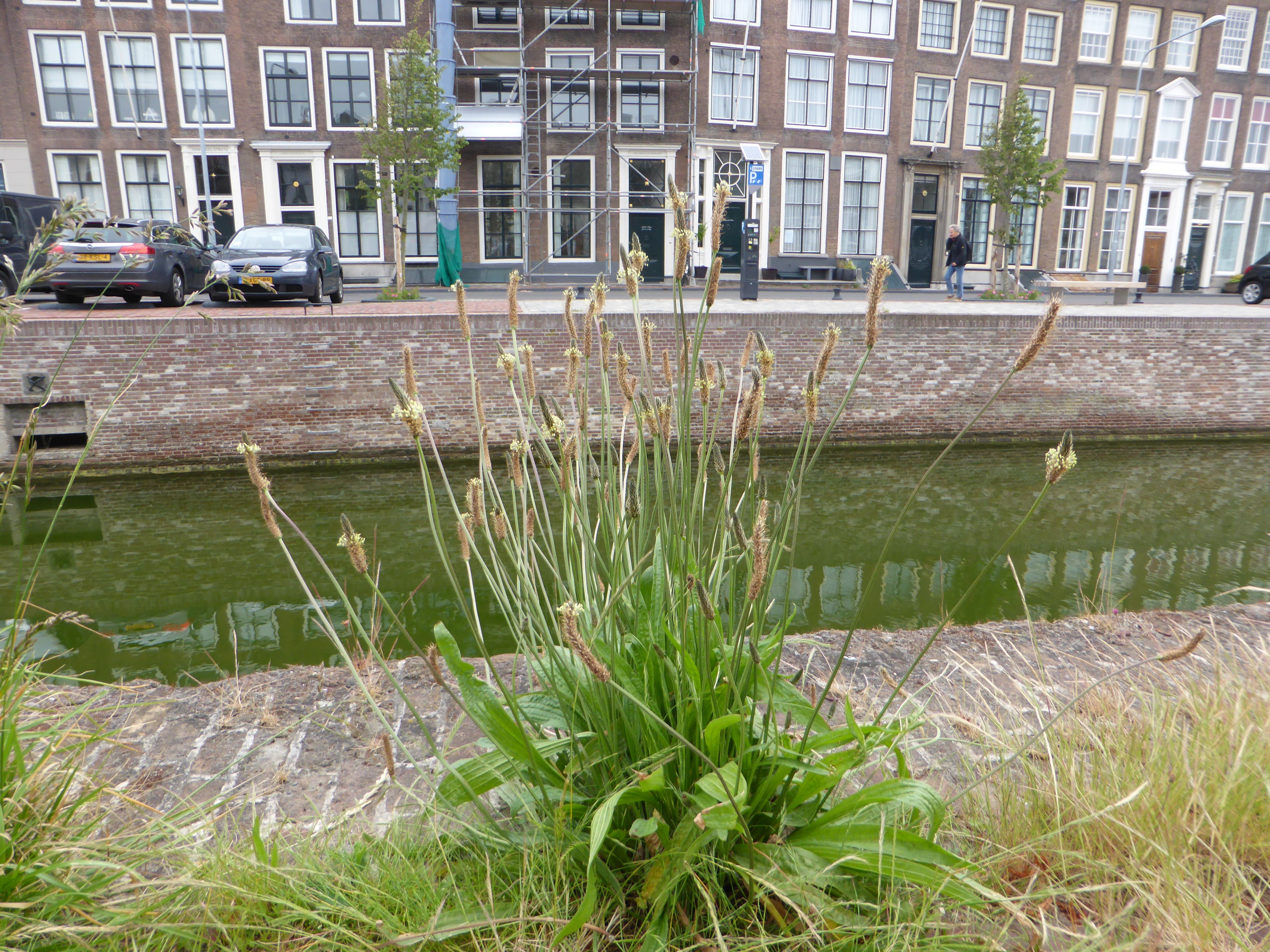 Plantago lanceolata (door Grada Menting)