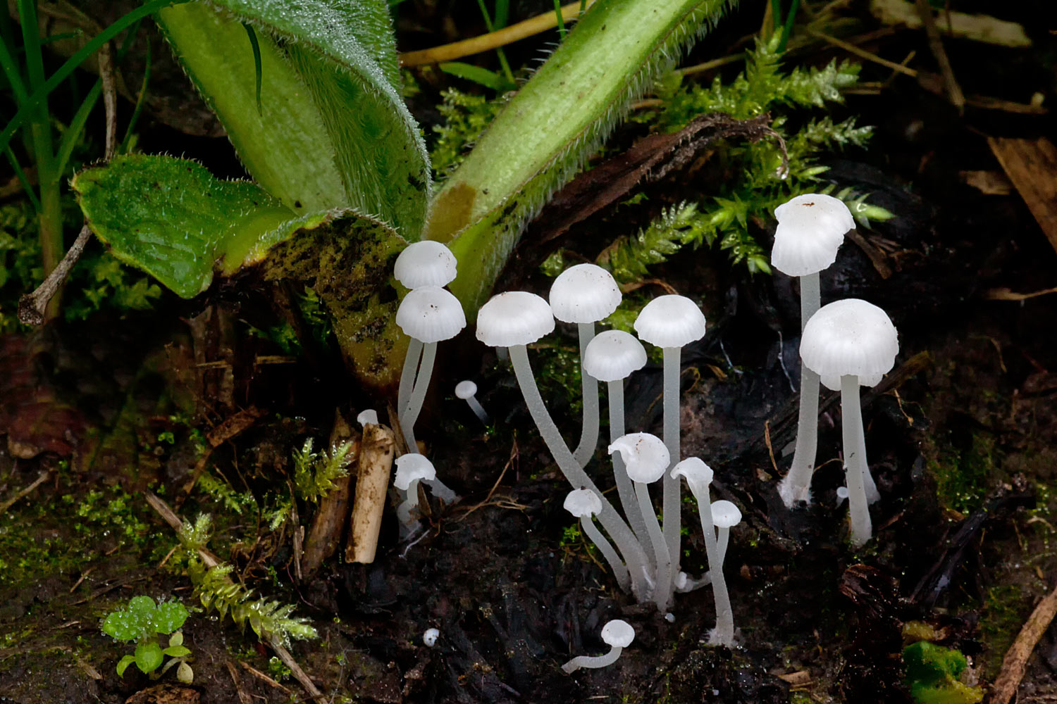 Hemimycena candida (door John Breugelmans)