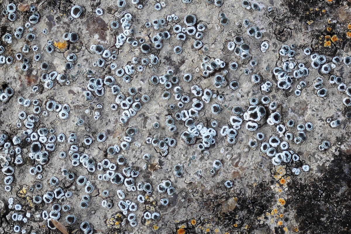 Lecanora semipallida (door Arjan de Groot)