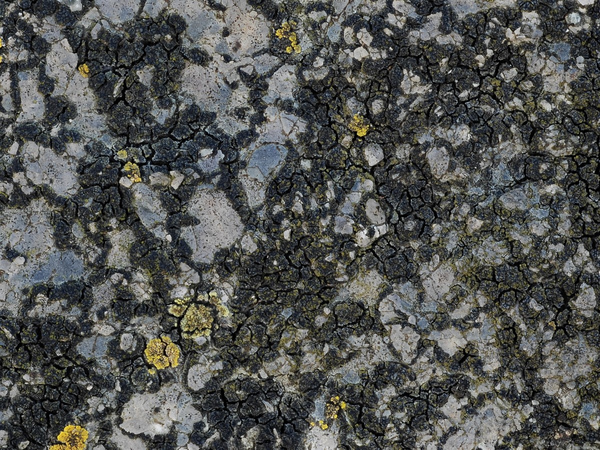 Acarospora privigna (door Arjan de Groot)